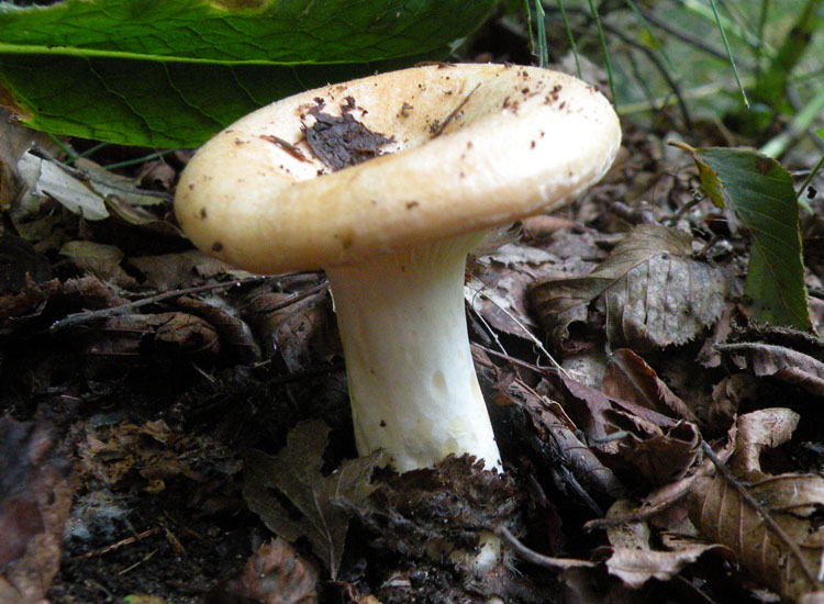 Due Clitocybe gibba? O Lepista flaccida? O...
